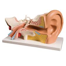 Model,Ear,4,Parts
