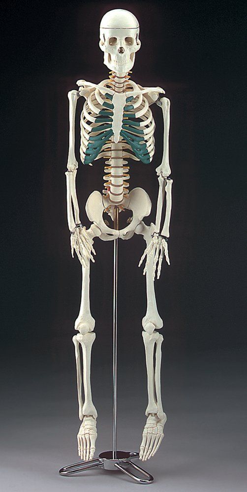 Model,Human,Skeleton,Max