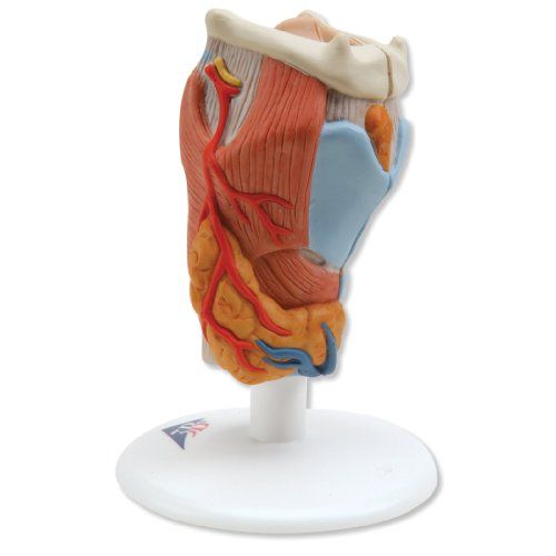 Model,Larynx