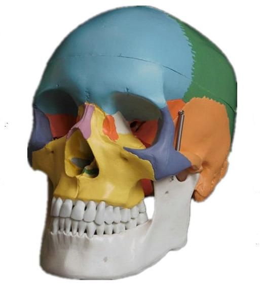 Model,Osteopathic,Skull